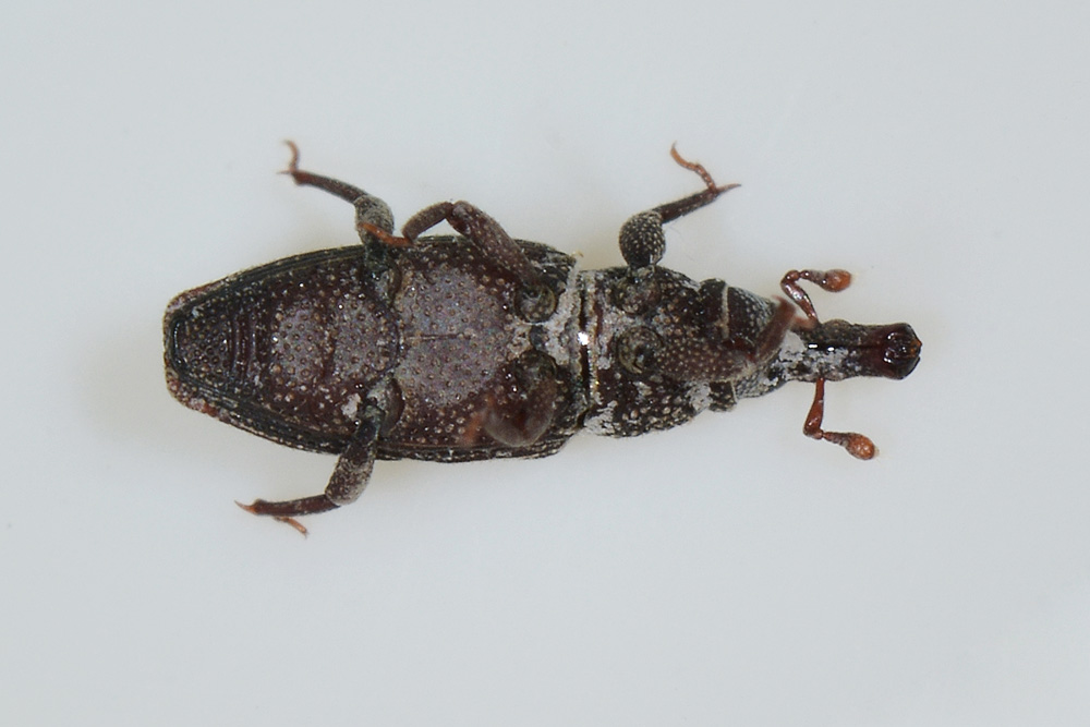 Dryophthorus corticalis - Dryophthoridae